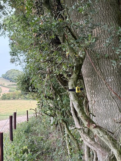 Birdsong, Biodiversity, and the Future of Smart Sustainability